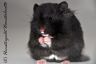 Hamsterhuette´s Blackjack