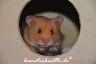 Hamsterhuette´s Olympia