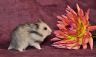Hamsterhutte´s Greylo